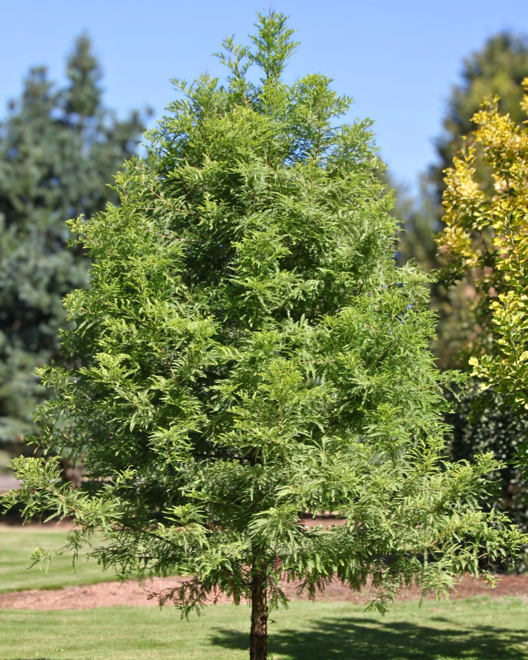 A young Green Whisper® Bald Cypress with bright green foliage.